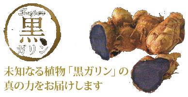黒ガリンガル(黒ガリン)の紹介